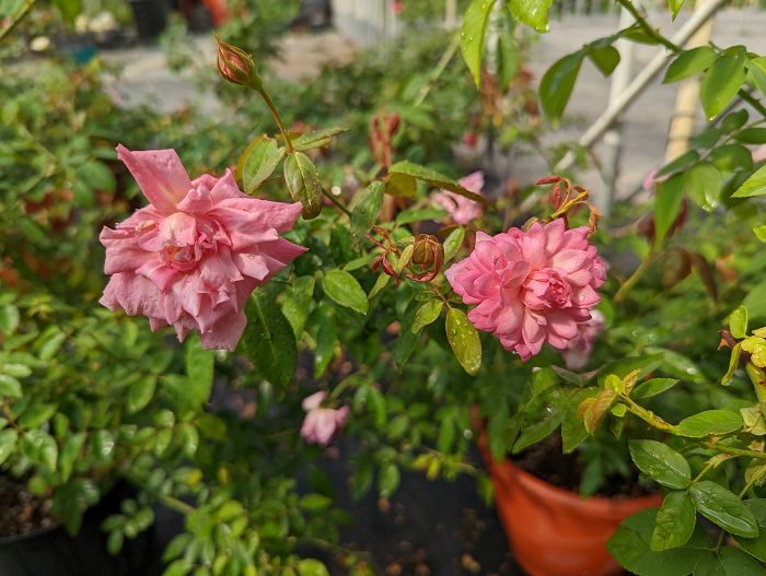 Niles Cochet 粉色劍瓣高心重瓣花