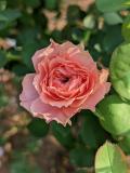 泡芙花園 複色杯狀花