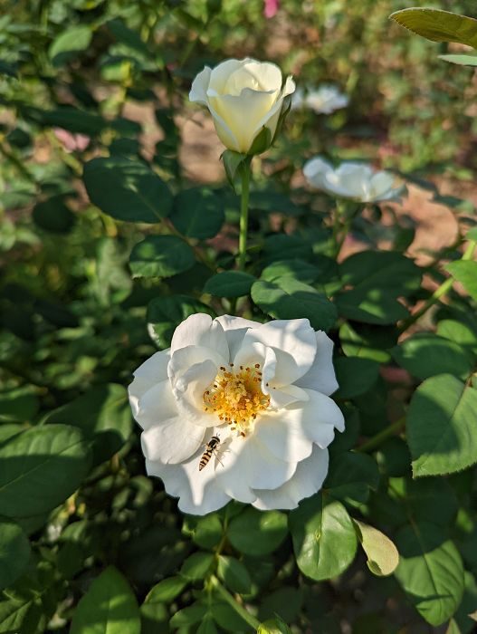 奧黛麗 劍瓣高心重瓣花