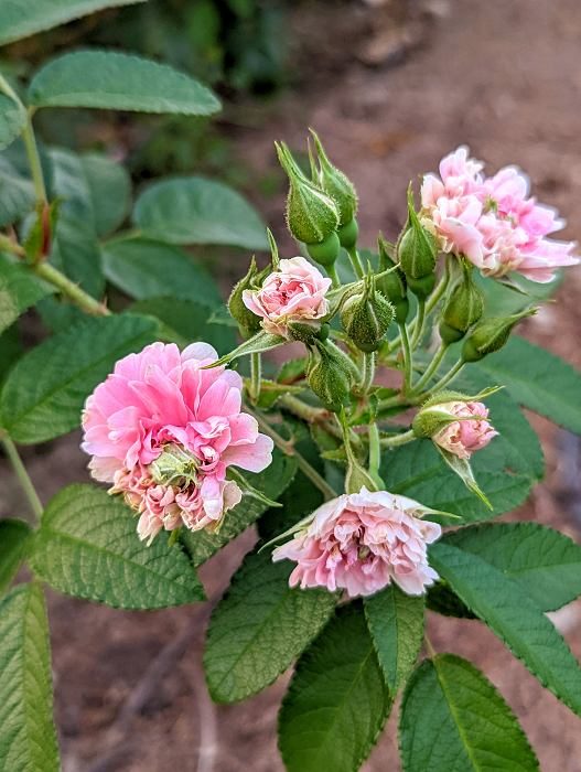 粉格魯坦德斯 粉色重瓣花