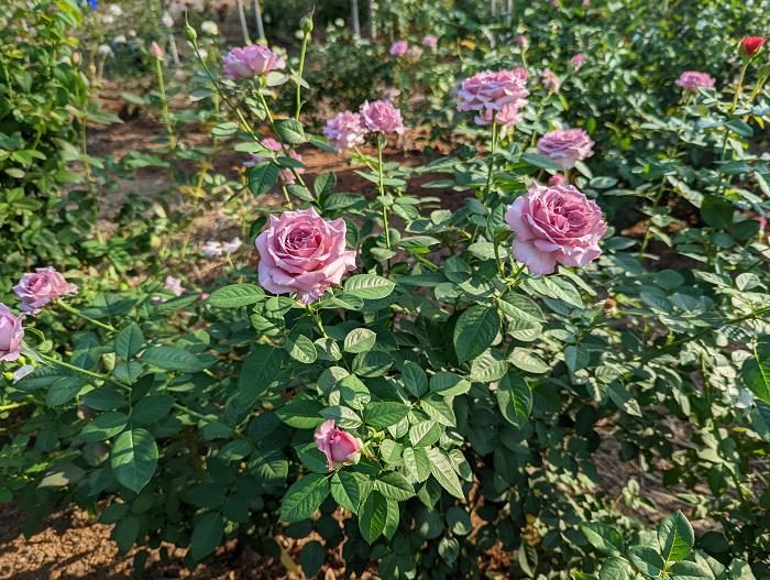 費莉希 杯狀花