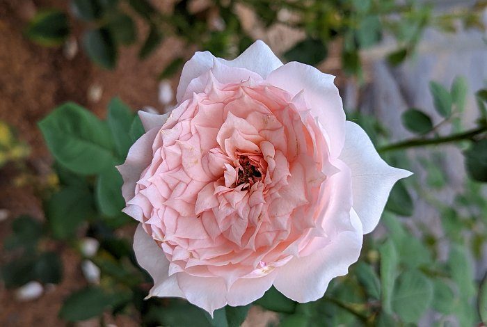 莫尼克達芙 粉色單瓣花