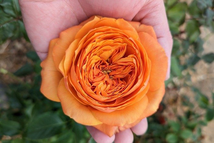 軌跡 橘杏色杯狀花