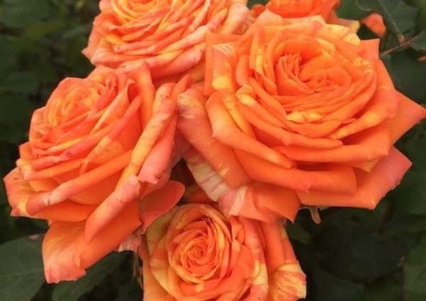 橙子汽水 複色單瓣花