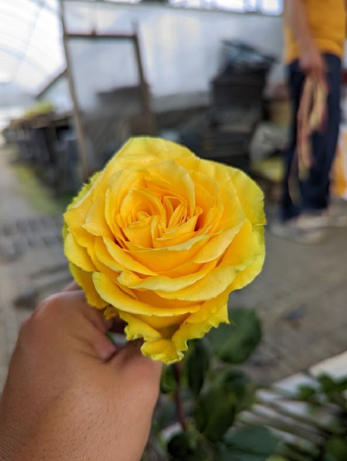 鄉村太陽 黃色杯狀花