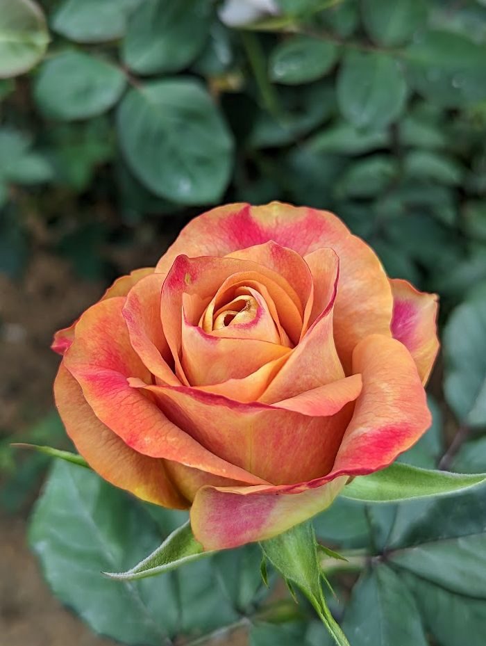 標誌 黃色重瓣花