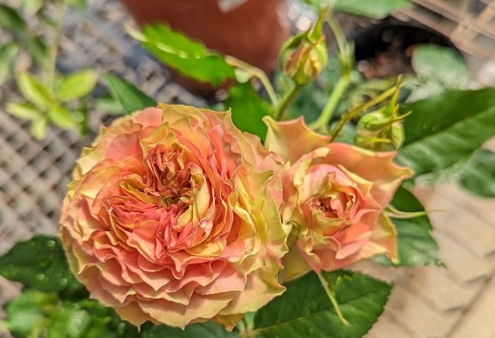 交響樂之瞳 複色杯狀花