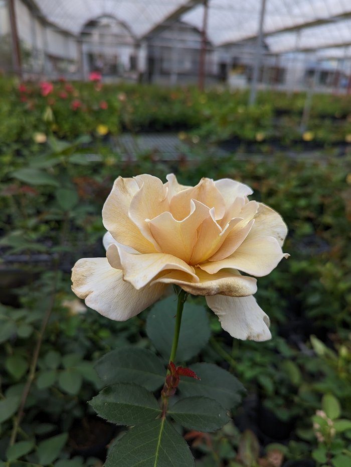 金扇 黃色單瓣花