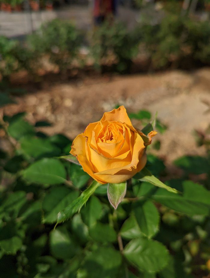 婚禮印象 複色杯狀花