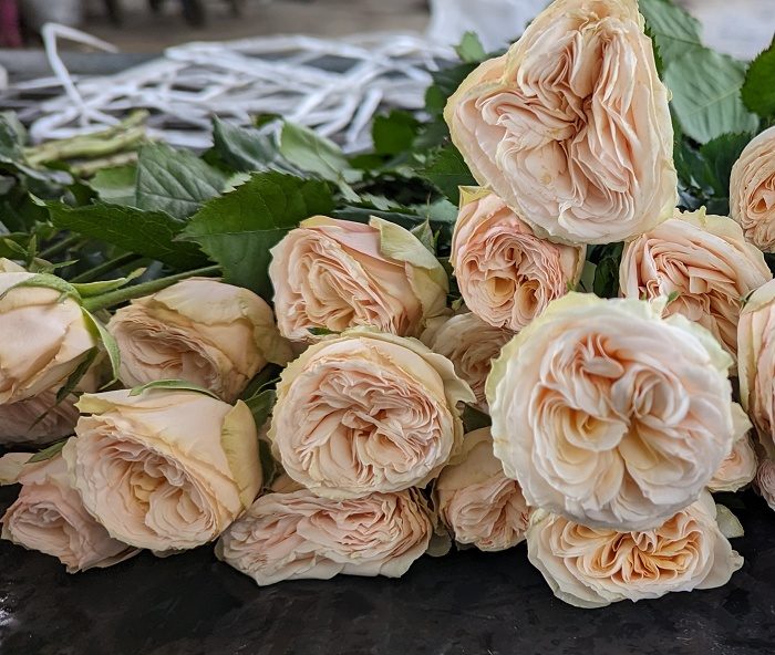 紳士潮流 杏粉色杯狀花