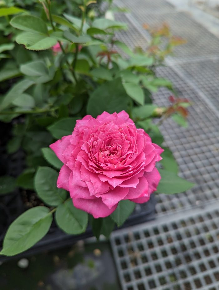 櫻桃茱莉亞塔 杏粉色多頭花