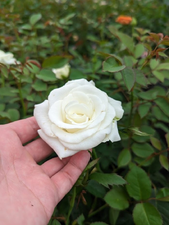 小白鯨 白色重瓣花