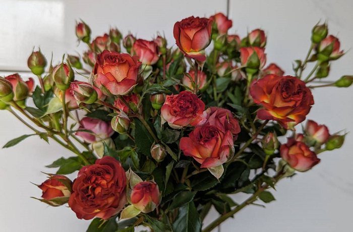 巧克力泡泡 紅色單瓣花