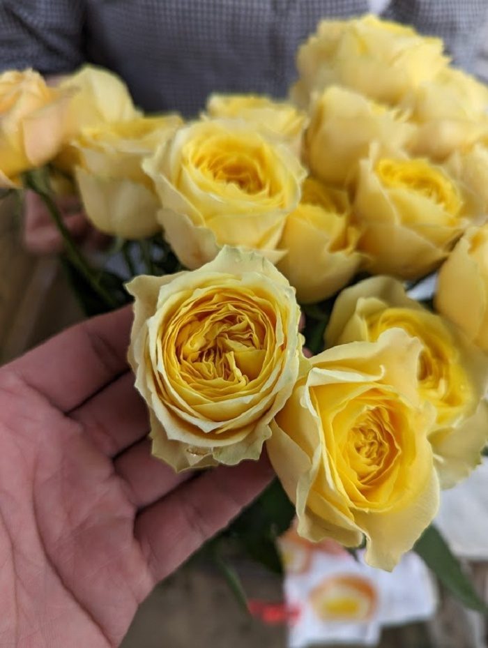 太陽與月亮 黃色杯狀花