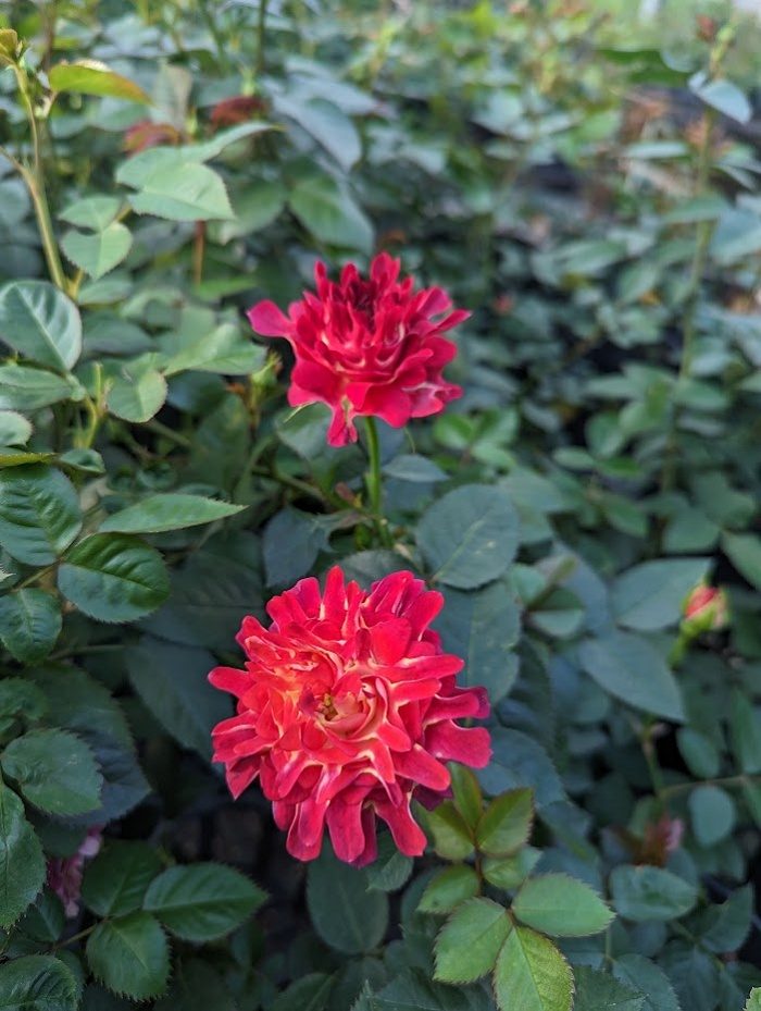 紅華美 紅色