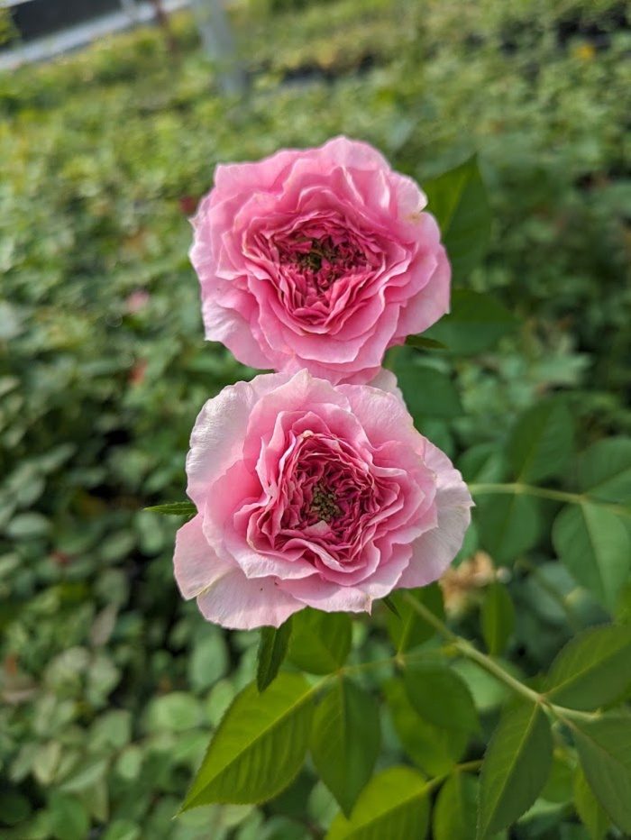 戀上香水花園 粉色多頭花
