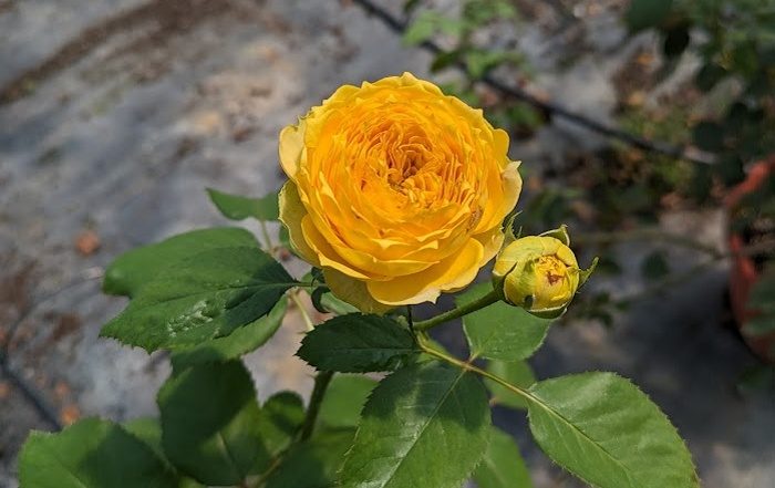 黃金潮流 黃色杯狀花