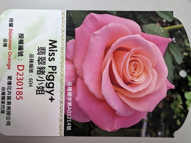 翡翠豬小姐 粉色杯狀重瓣花