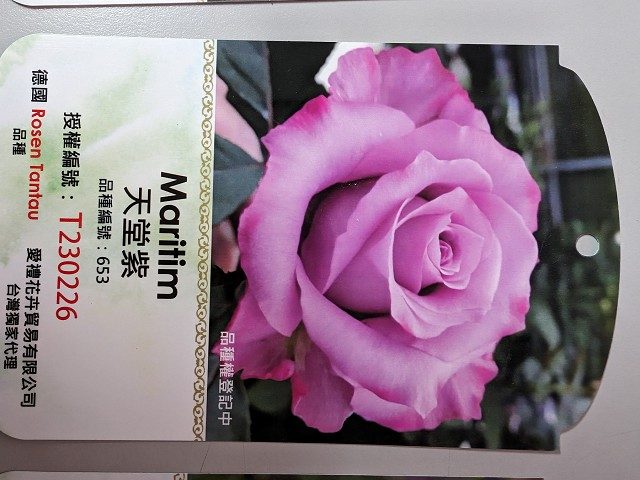 天堂紫 紫藍色重瓣花