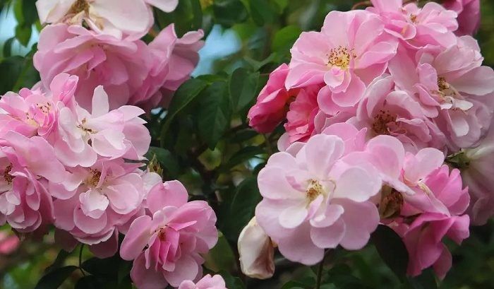 芮妮 粉色重瓣花