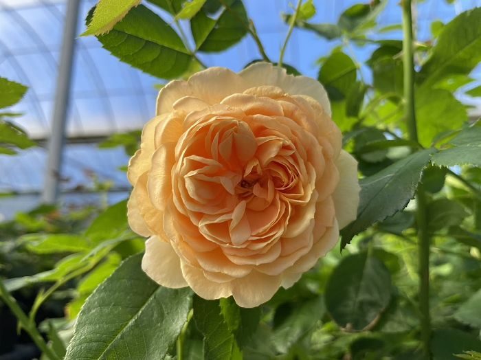 河本美肌 黃色蓮座花
