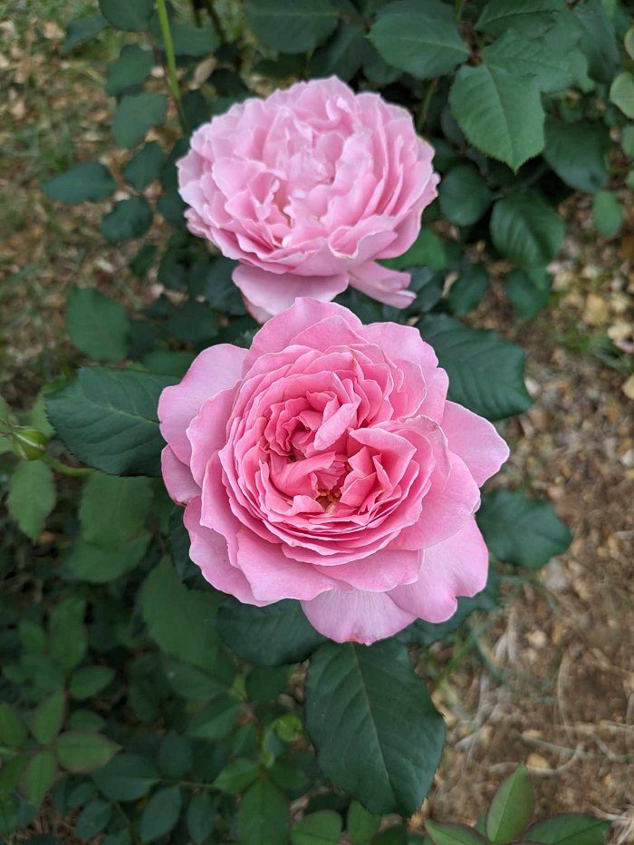 治癒 粉色單瓣花