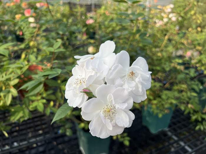 波斯麝香薔薇 半重瓣花