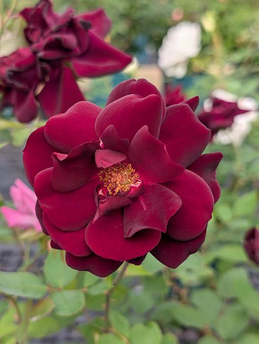 路易十四世 紅色重瓣花