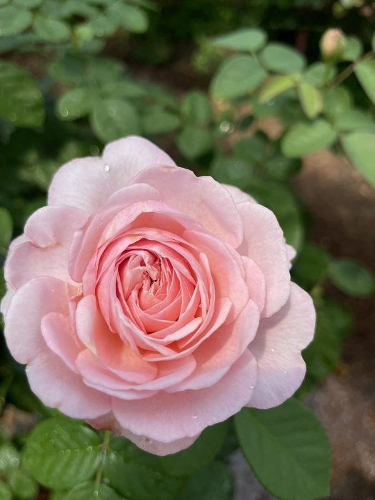 尤泰莎菲 粉色多頭花