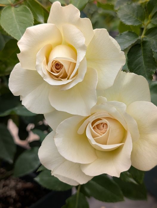 洛里昂 黃色杯狀花