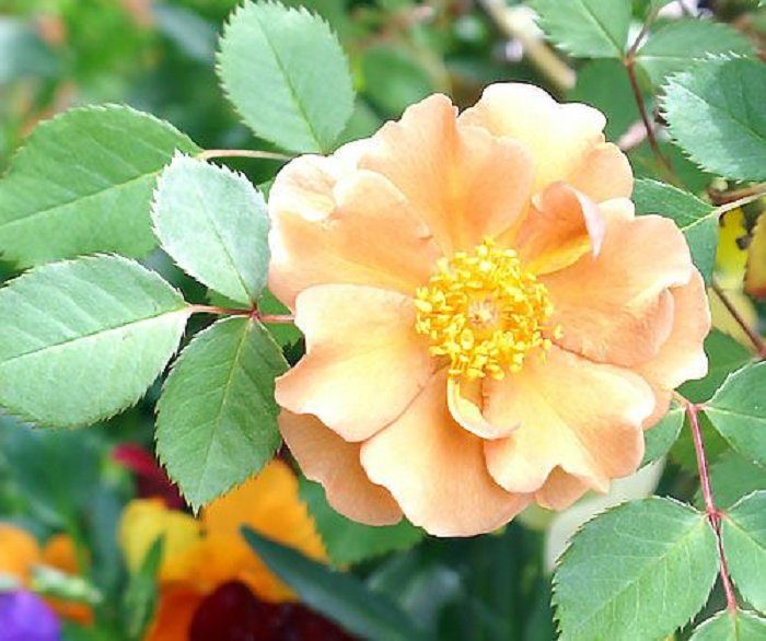 查理布朗 黃色單瓣花