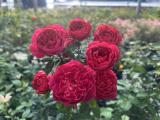 櫻桃果汁陽台 紅色杯狀花