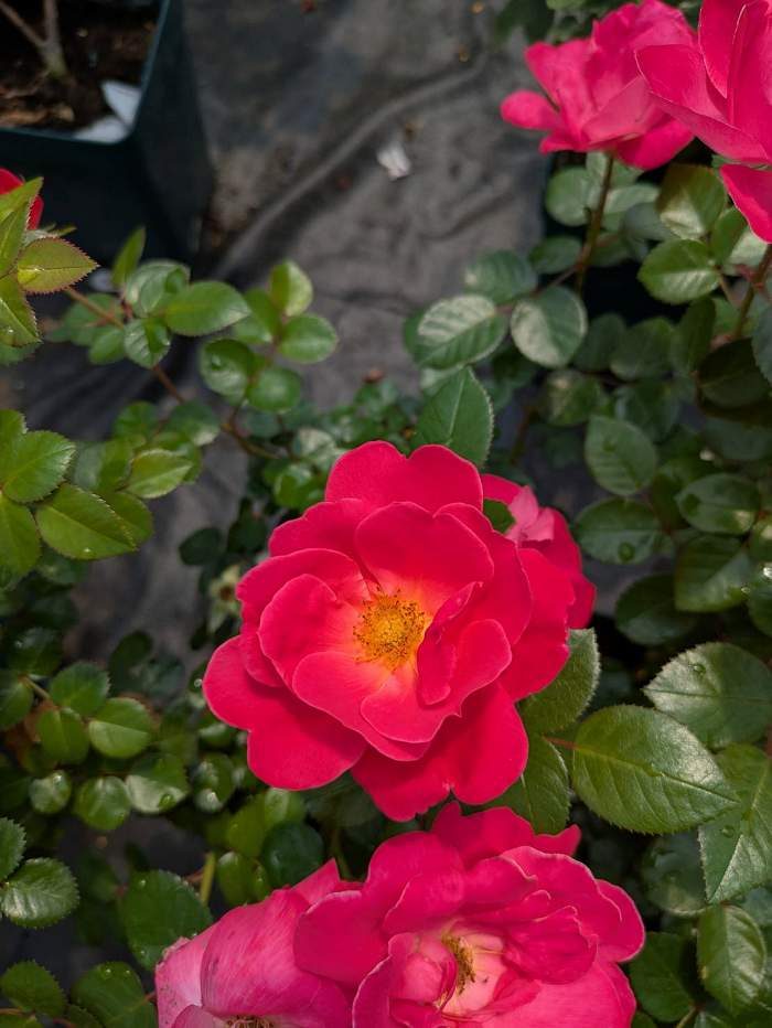粉色磚房 複色單瓣花