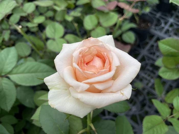 阿麗娜香水 複色劍瓣高心花