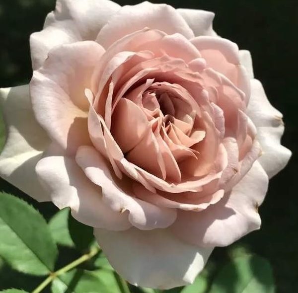慈善 多頭花