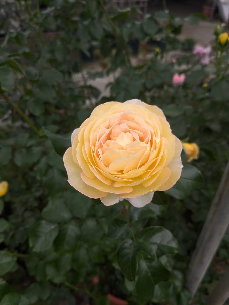 舍韋尼城堡 黃色杯狀花