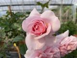 河本絲帶 粉色杯狀花
