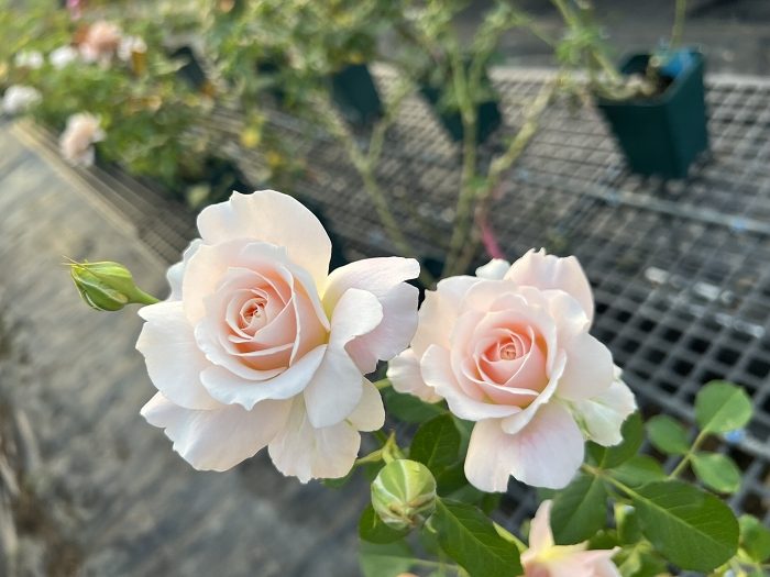 河本親親 複色單瓣花
