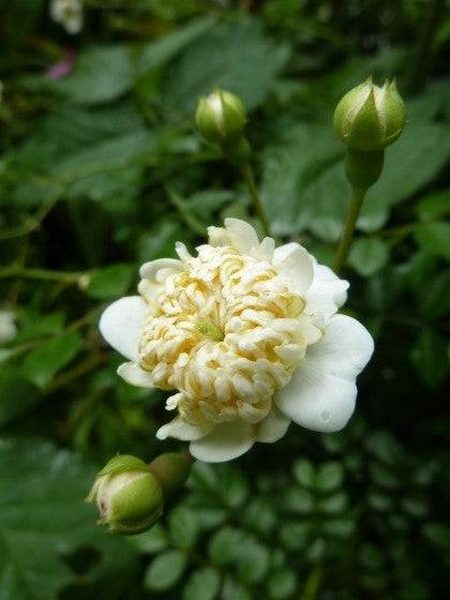 唐子開照葉薔薇 白色重瓣花