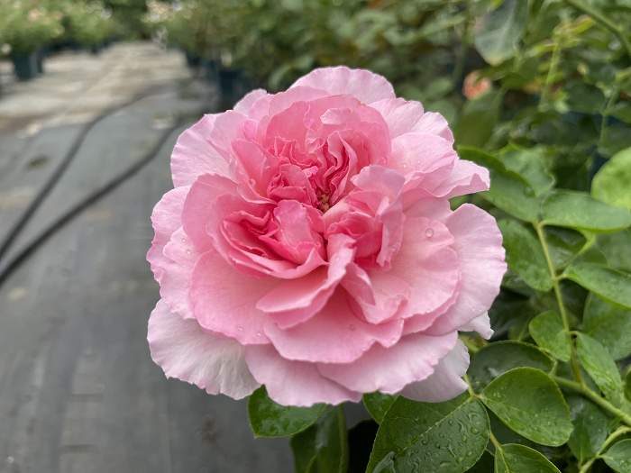粉伊芙伯爵 粉色杯狀花