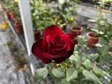 探險家 紅色