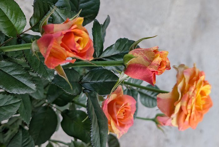 蝴蝶 複色重瓣花