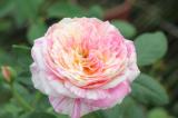 克勞德莫內 複色重瓣花
