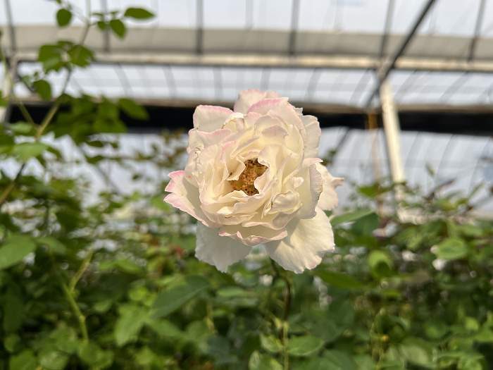 勒布朗 白色單瓣花