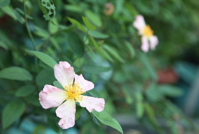 變化莫測 複色單瓣花