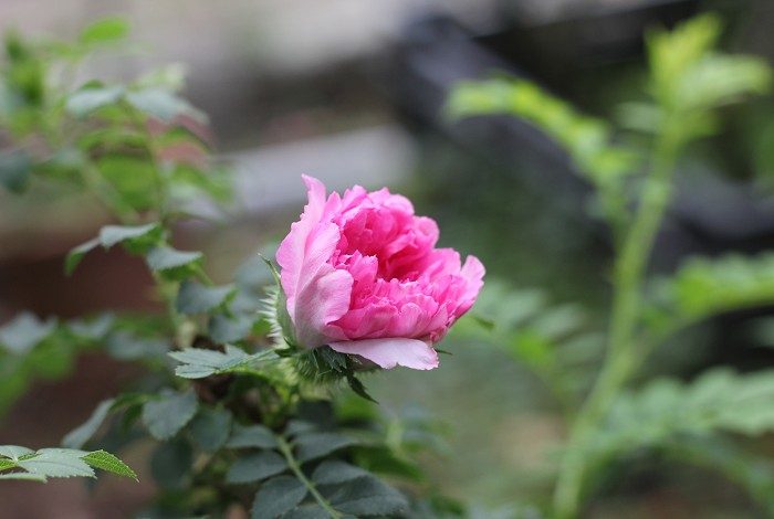 十六夜薔薇 粉色多頭花