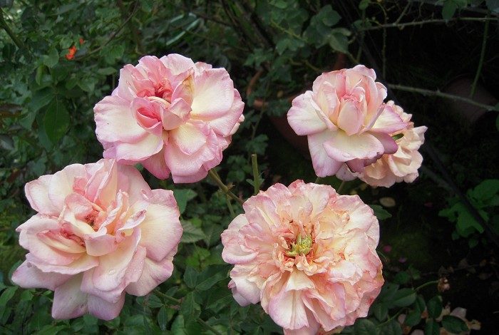 賽昭君 粉色重瓣花