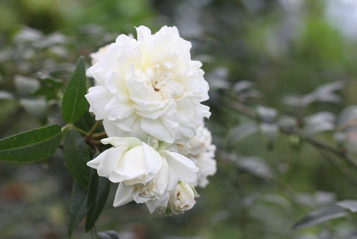 小花重瓣白木香 單瓣花