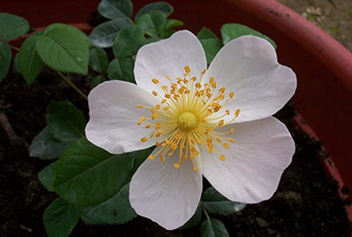 仙女羅莎琳 粉色單瓣花