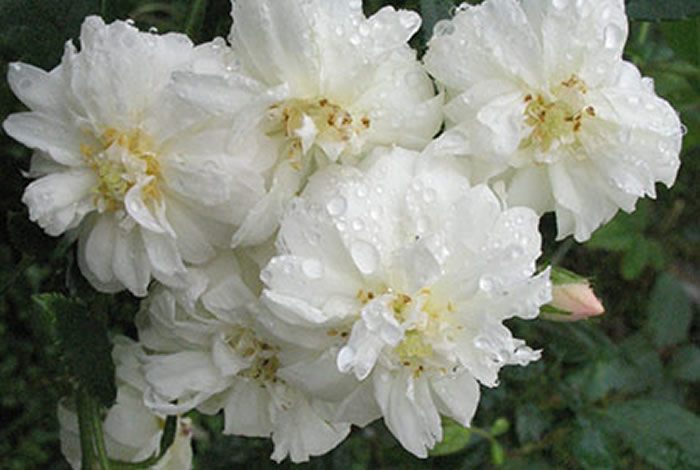 雪鵝 白色重瓣花